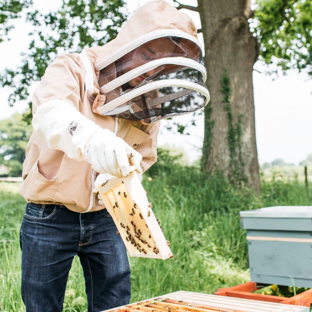Aecre Apiary, Brighton